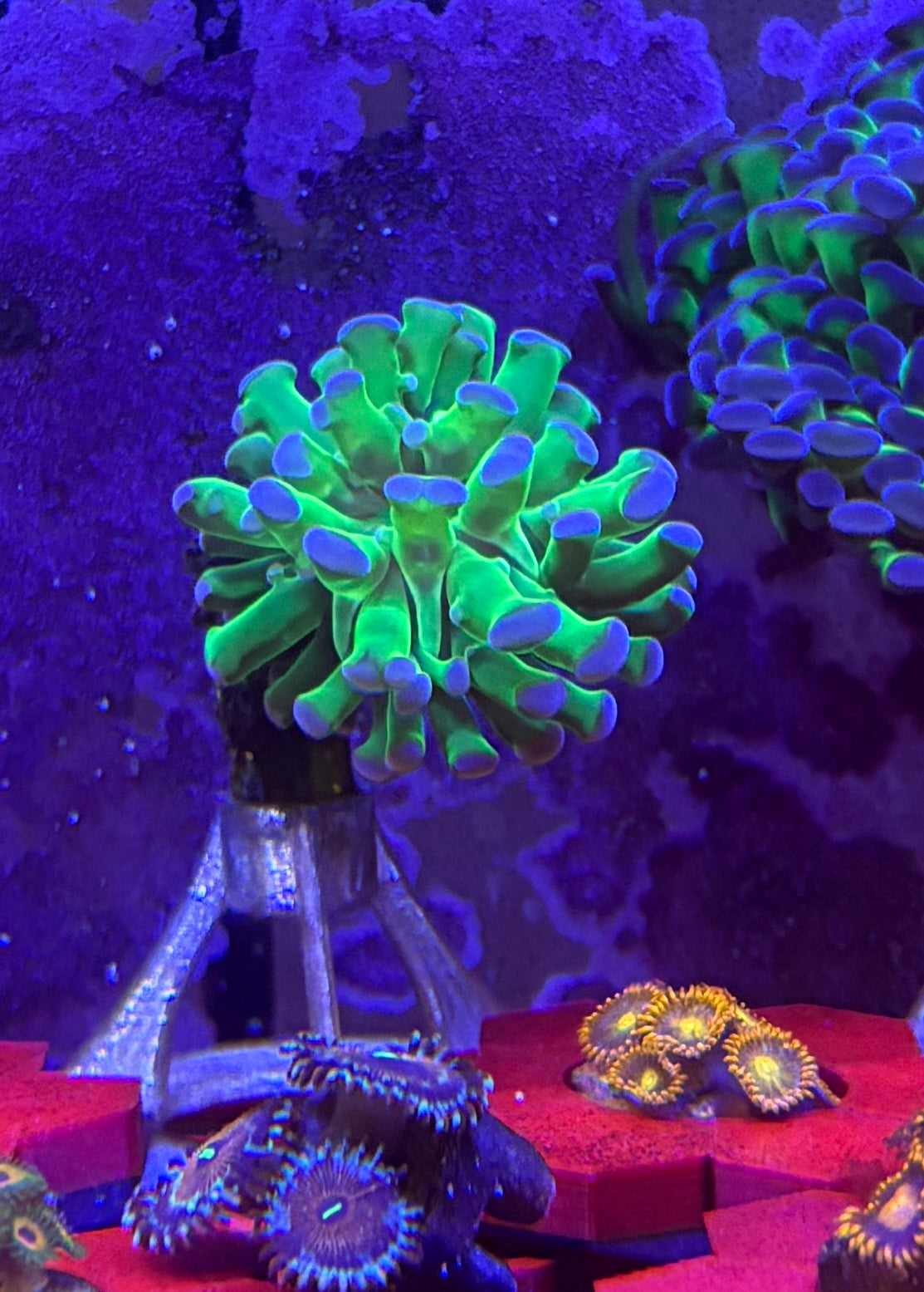 Green & Purple Branching Hammer Coral – Single Head | Cox Marine Creations