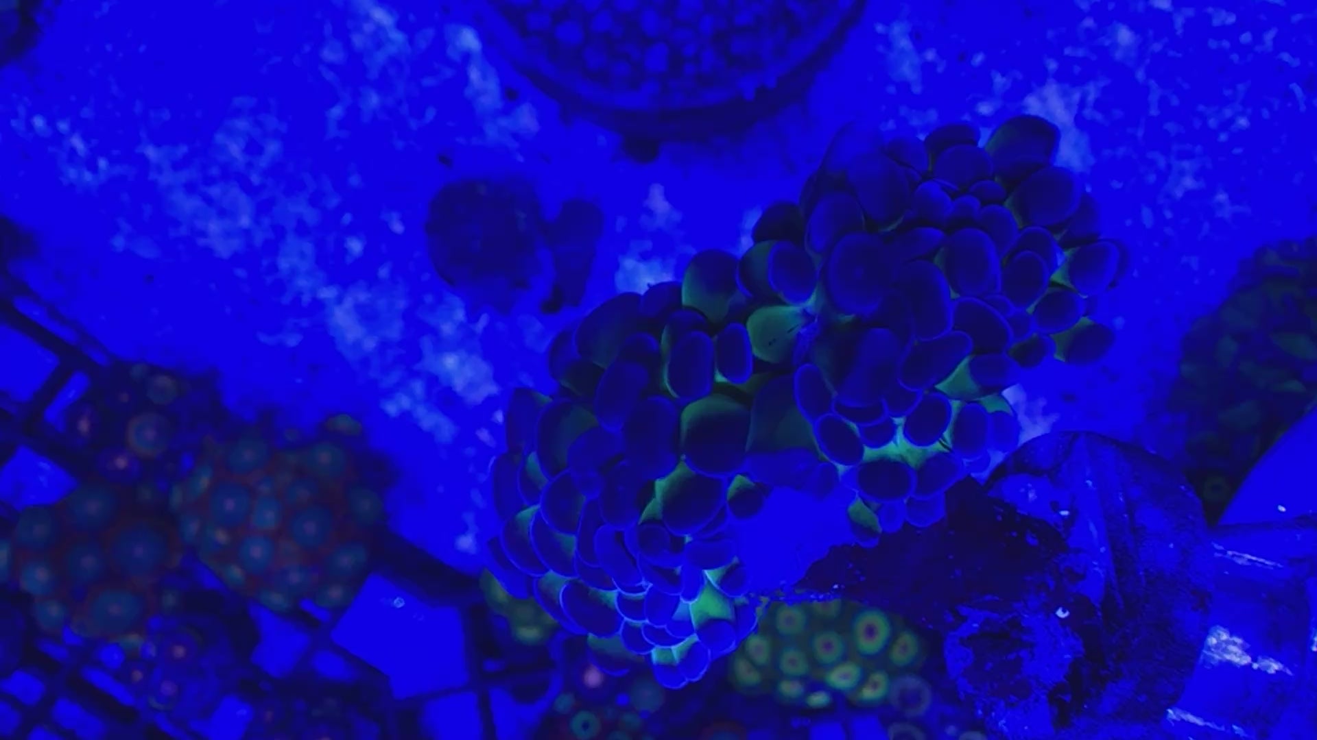 Branching Green Hammer Coral Colony – 3 Heads Euphyllia | Cox Marine Creations