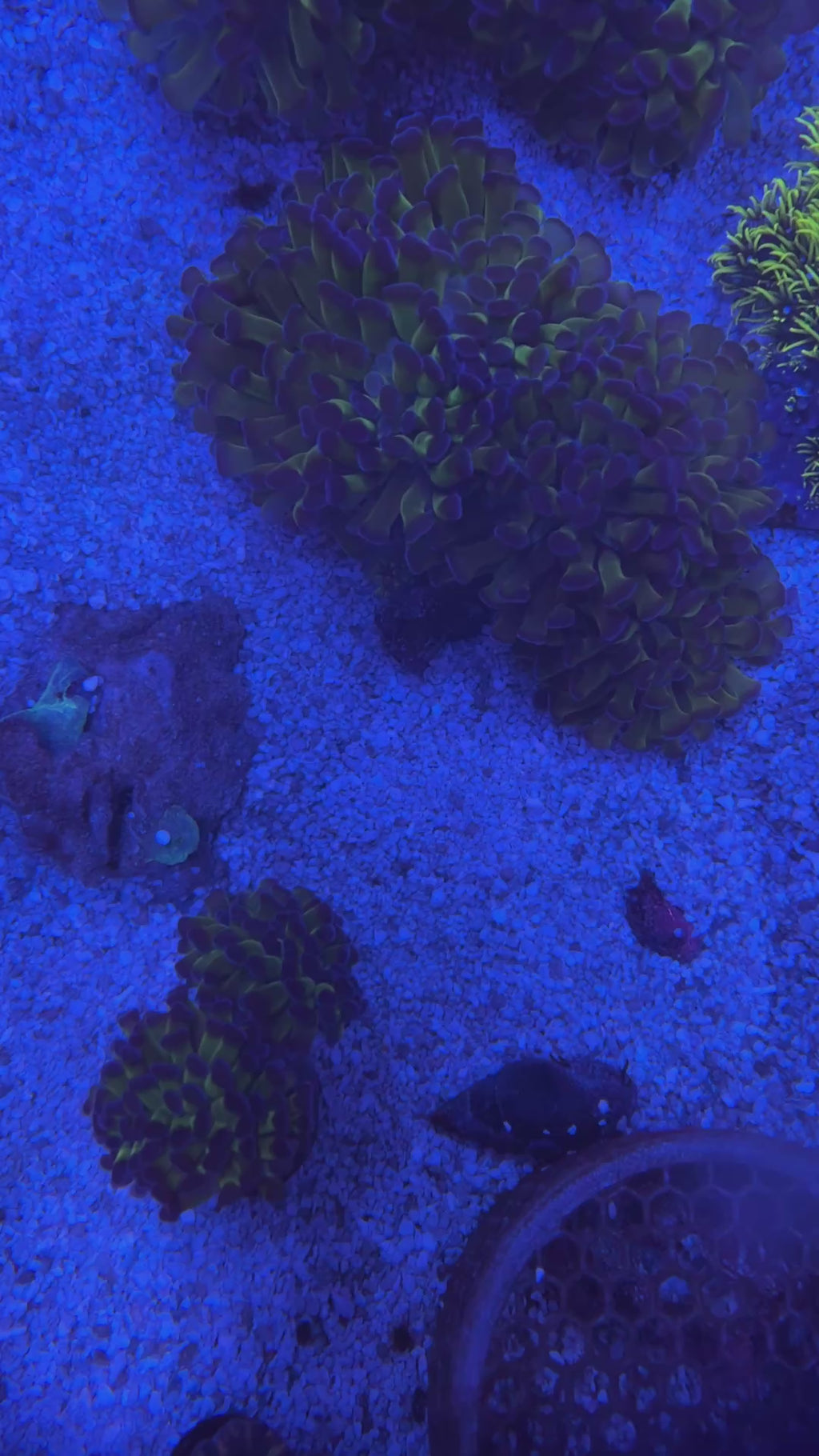 Oversized Branching Green Hammer Coral Colony – 5–6+ Heads Euphyllia | Cox Marine Creations