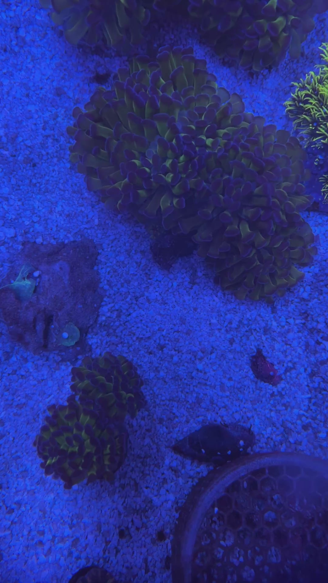 Oversized Branching Green Hammer Coral Colony – 5–6+ Heads Euphyllia | Cox Marine Creations