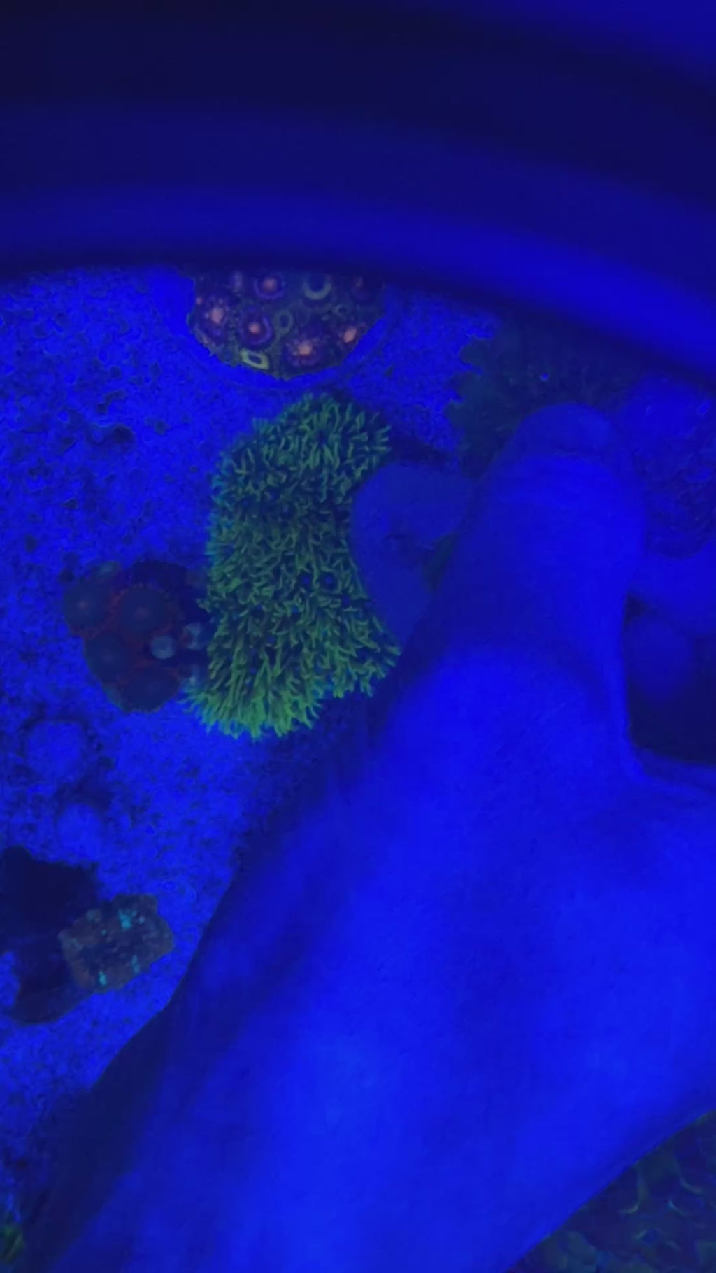 Branching Purple/Green Hammer Coral Colony – 2 Heads Euphyllia | Cox Marine Creations