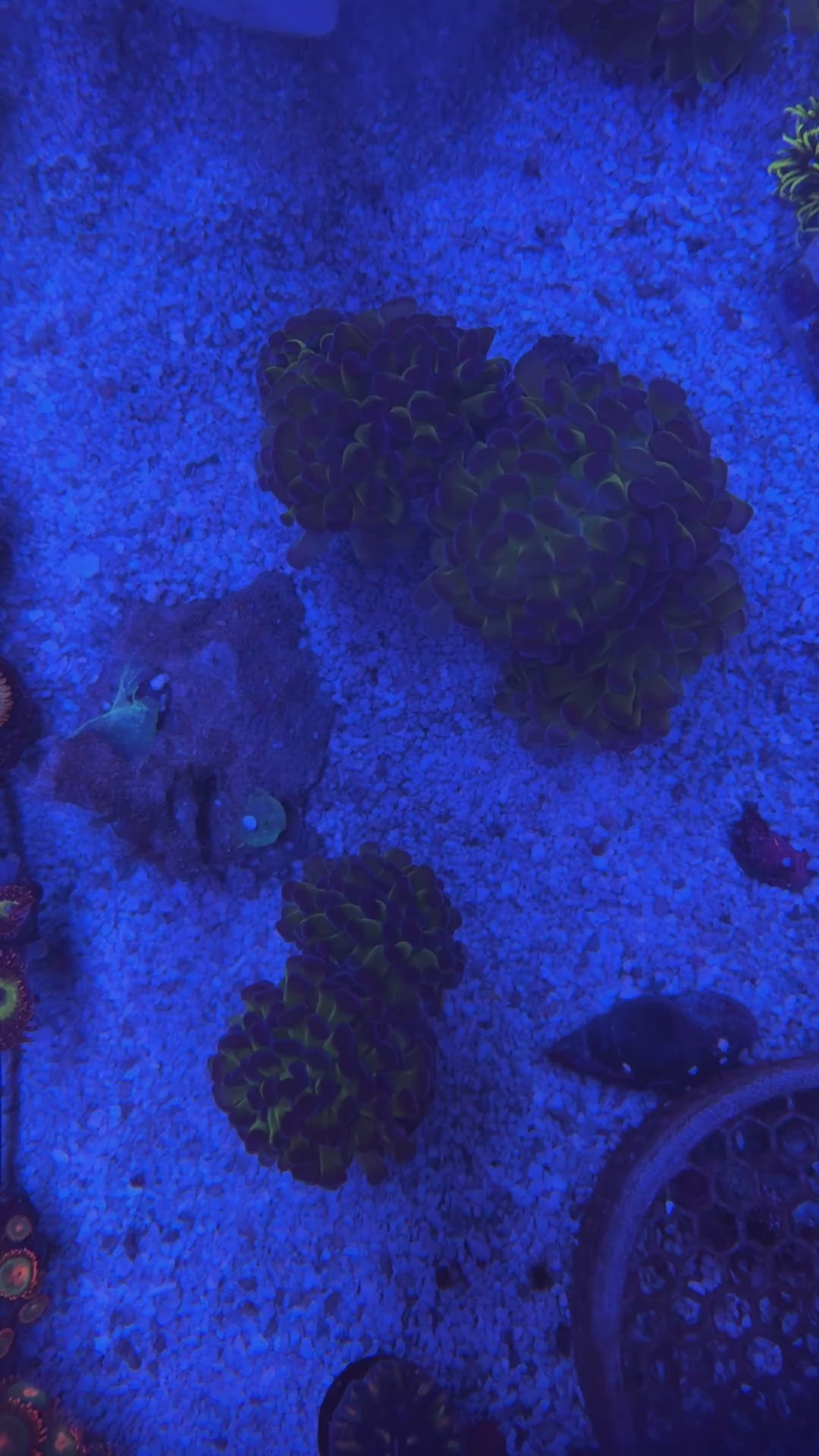 Branching Purple/Green Hammer Coral Colony – 2 Heads Euphyllia | Cox Marine Creations